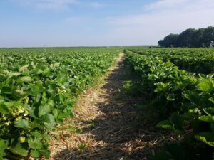 Obstgarten Oberkrämer