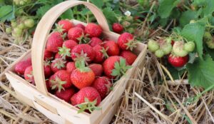Obstgarten Oberkrämer
