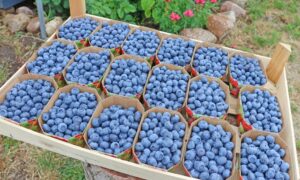 Obstgarten Oberkrämer