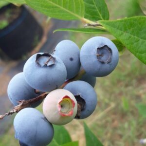 Obstgarten Oberkrämer