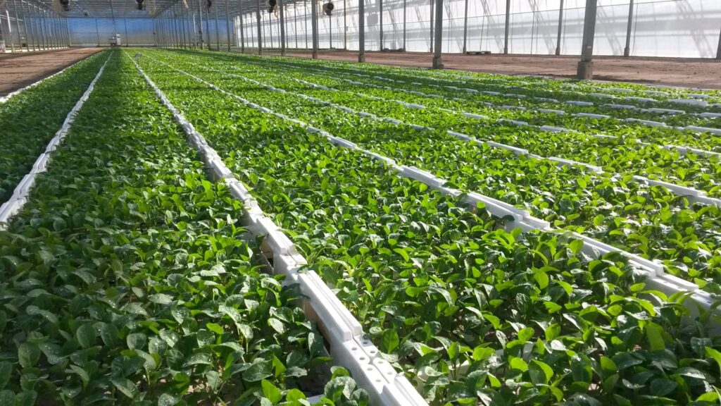 Pflanzen-Großhändler Oberkrämer