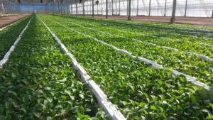 Pflanzen-Großhändler Oberkrämer