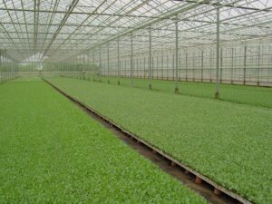 Pflanzen-Großhändler Oberkrämer