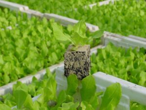 Pflanzen-Großhändler Oberkrämer