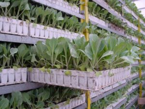 Pflanzen-Großhändler Oberkrämer