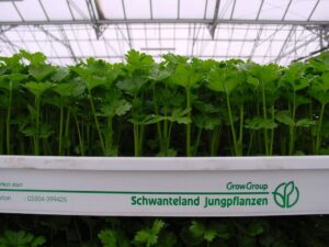 Pflanzen-Großhändler Oberkrämer