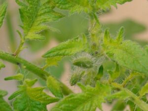 Pflanzen-Großhändler Oberkrämer