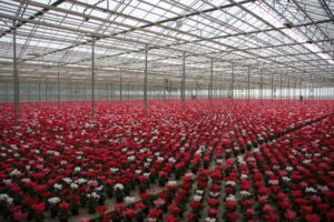 Pflanzen-Großhändler Oberkrämer