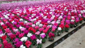 Pflanzen-Großhändler Oberkrämer