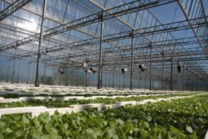 Pflanzen-Großhändler Oberkrämer