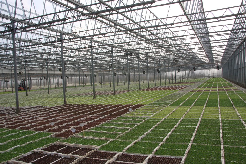 Pflanzenhändler Oberkrämer